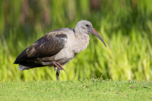 Hadada Ibis (Bostrychia hagedash), side view of an adult standing on the ground, Western Cape, South Africa Hadada Ibis (Bostrychia hagedash), side view of an adult standing on the ground, Western Cape, South Africa